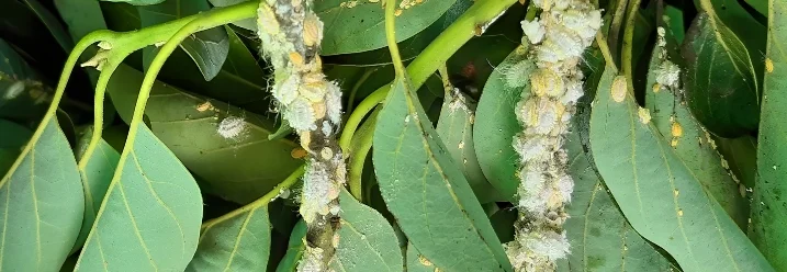 Schädlinge auf Avocadobaumblättern
